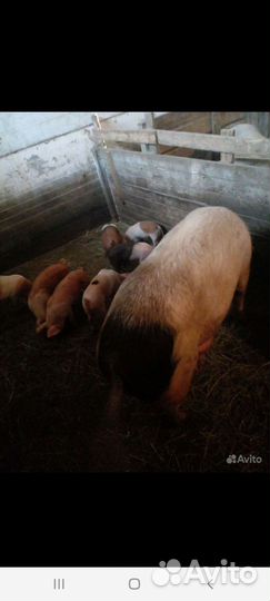 Поросята ландрас дюрок