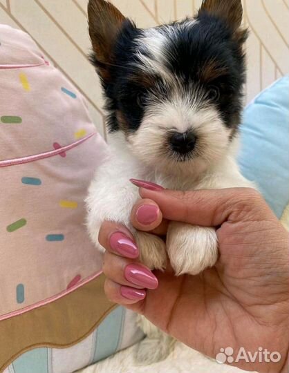 Мини Мини Стандарт