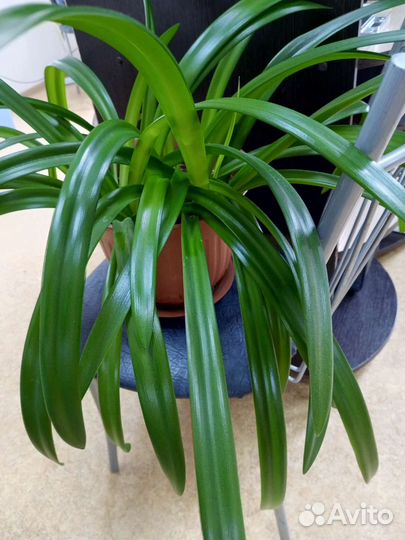 Гиппиаструм