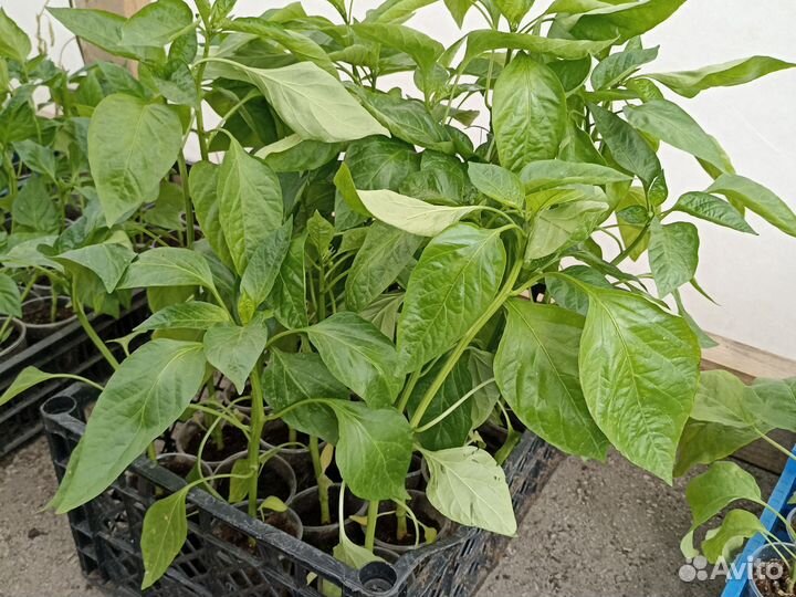 Рассада огурцов перцев