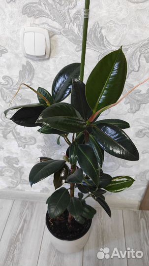 Фикус каучуконосный Мелани, Белиз