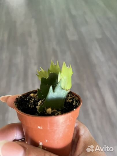 Декабрист шлюмбергера желтый