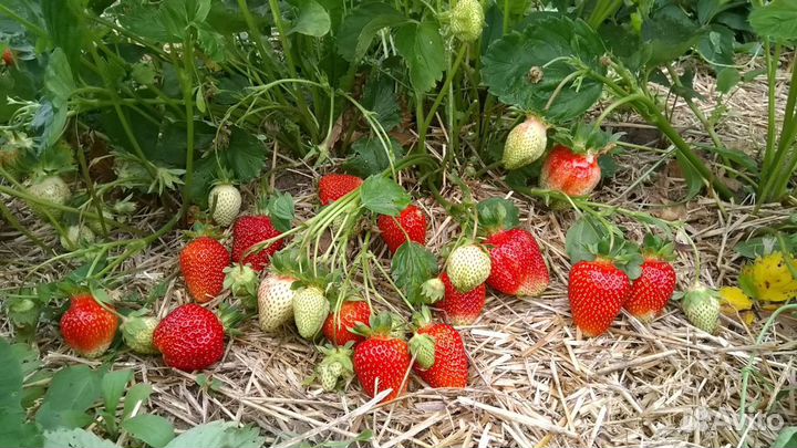 Рассада клубники. Клубника