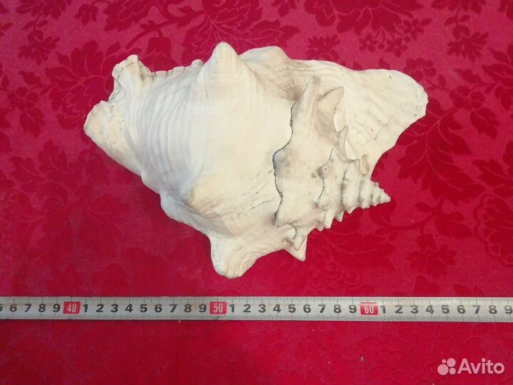 Раковина морская большая
