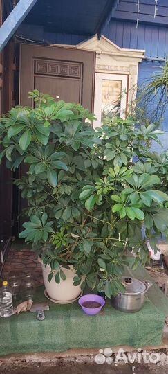 Шефлера, колеусы