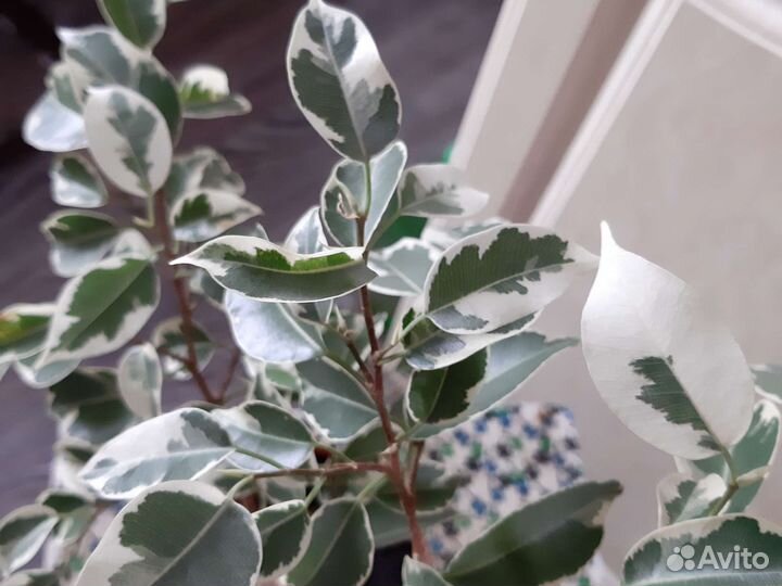 Фикусы разные