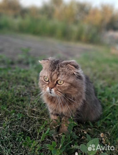 Продам котенка