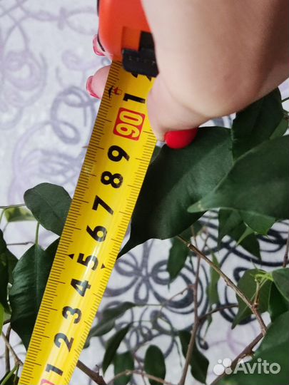 Фикусы бенджамина, каучуковый