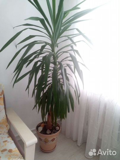 Комнатные цветы юкка