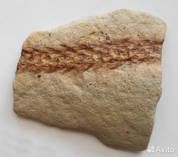 Отпечатки растений. Хвощи. Карбон, 300-350 млн.лет