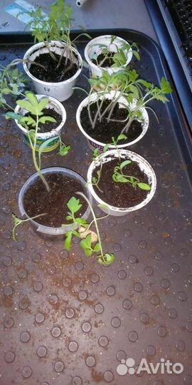 Рассада крупноплодных томатов
