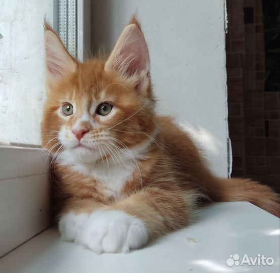 Замечательные котята Мейн Кун