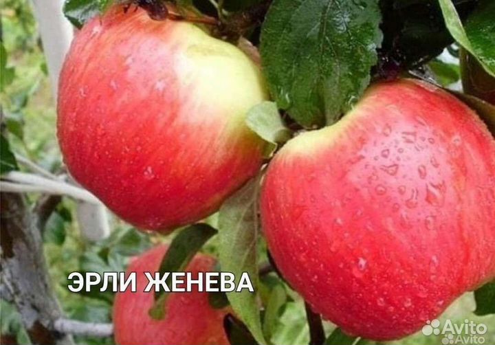 Саженцы яблони