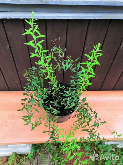 Декоративные кустарники