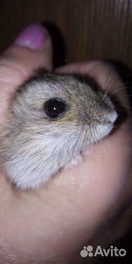 Продаю.джунгарских хомяков
