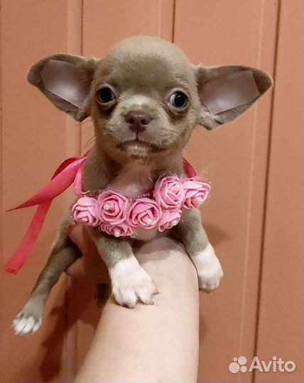 Щенки чихуахуа