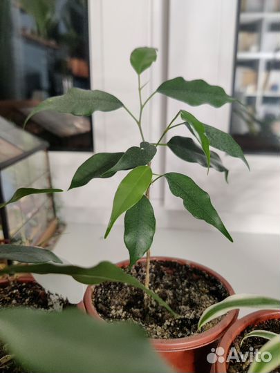 Фикус, хлорофитум, кодиенум