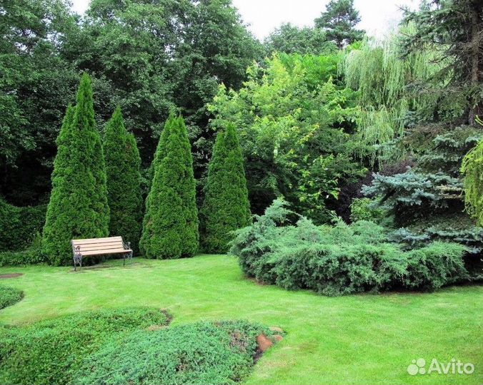 Туи премиум