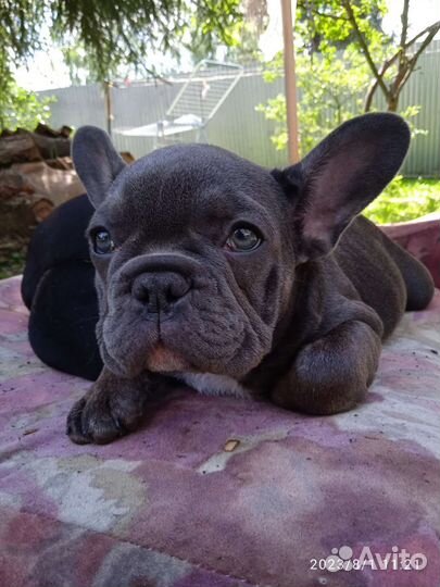 Чикибамбони