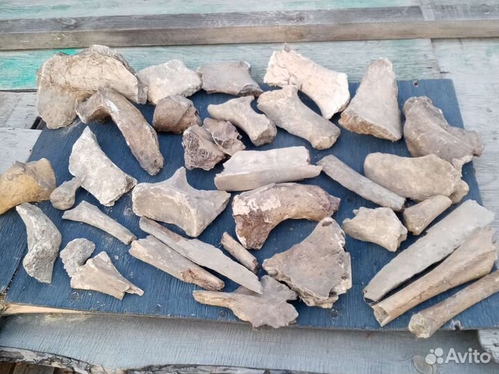 Кости мамонта