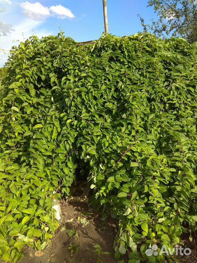 Саженцы лимонника