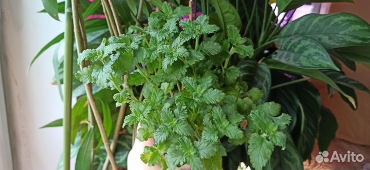 Вербена вегетативная ампельная