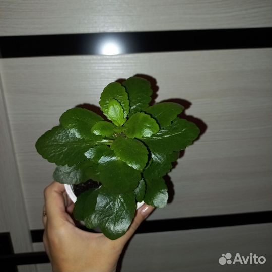 Цветы