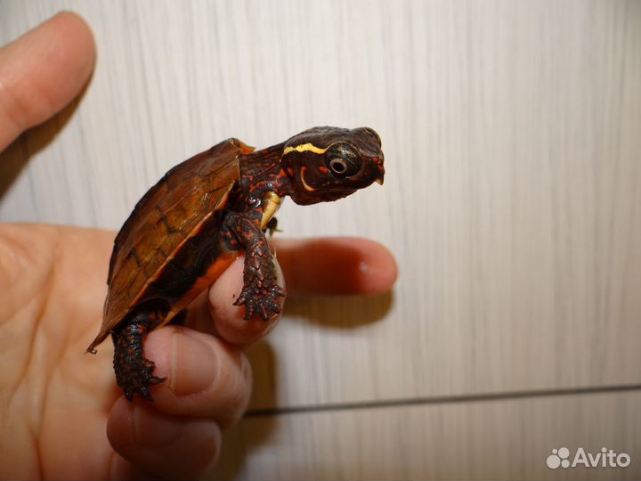 Черепаха Сухопутная, лазающая