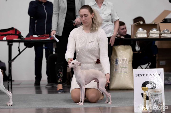 Хендлер в Санкт-Петербурге