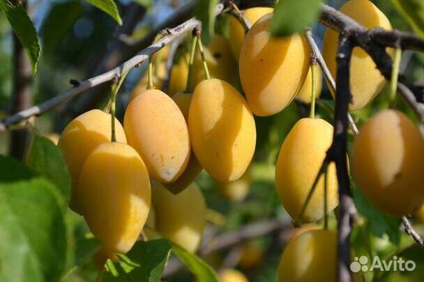 Саженцы слива желтая и синяя, абрикосы, вишня