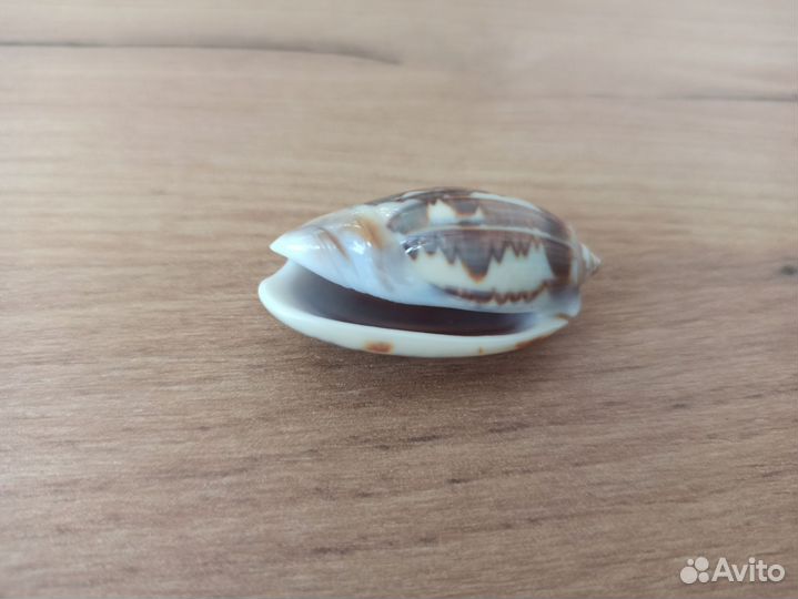 Морская раковина