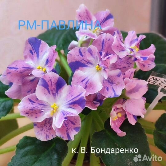 Красиво цветущие фиалочки