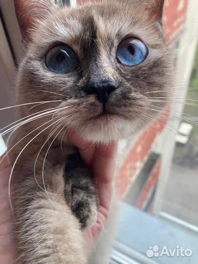 Сиамская кошечка