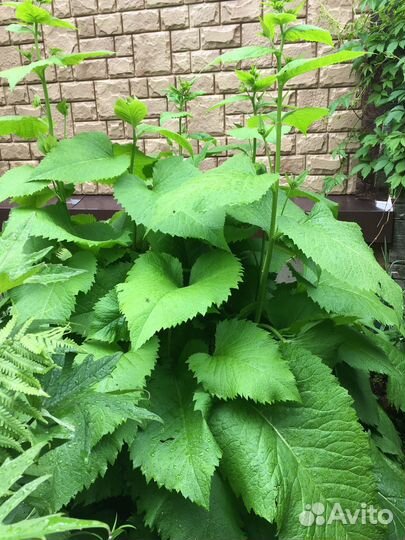 Тенелюбивые растения