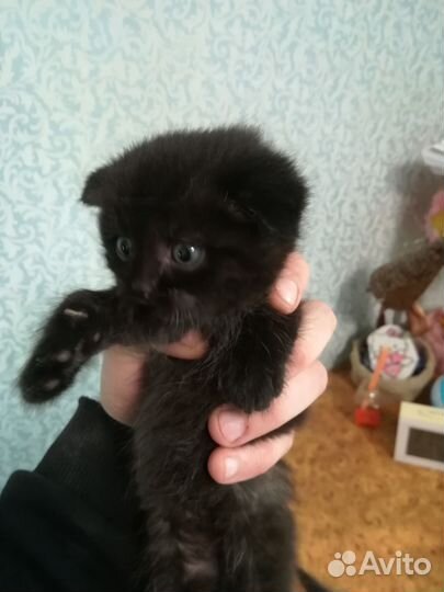 Британские котята