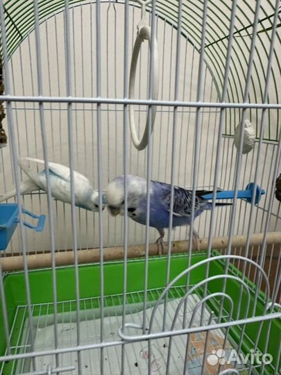 Клетка для попугая