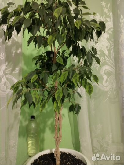 Фикус бенджамина