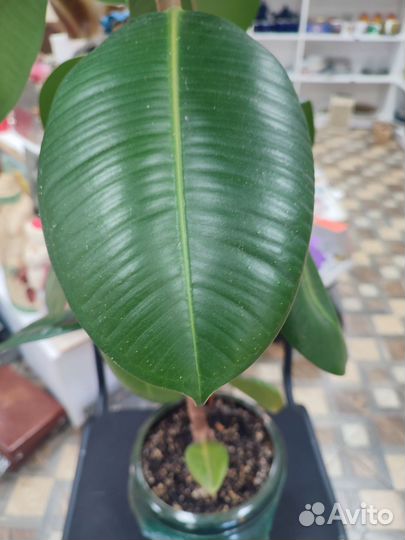 Фикус эластика большой