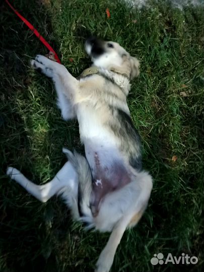 Собака в добрые руки