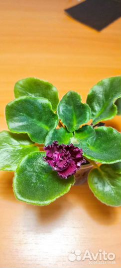 Фиалка сортовая