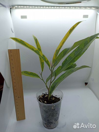 Фикус Али Амстел Грин Голд