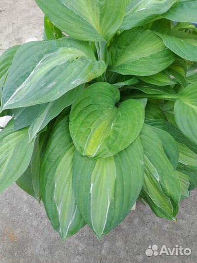 Хосты (саженцы) и опора для растений 70см