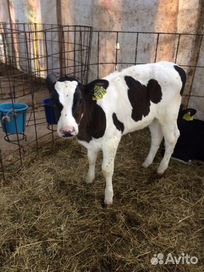 Подрощенные бычки