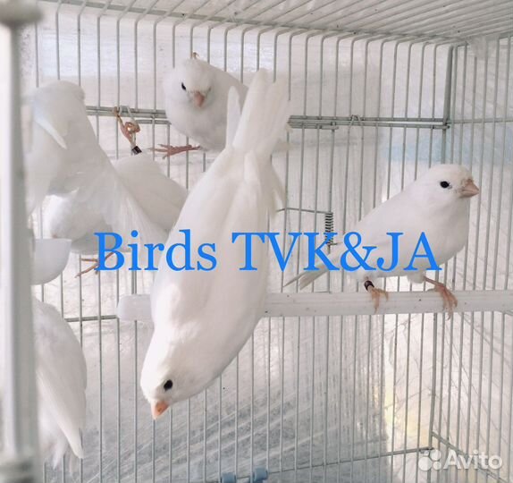 Кенара и канарейки белый рецессив Италия