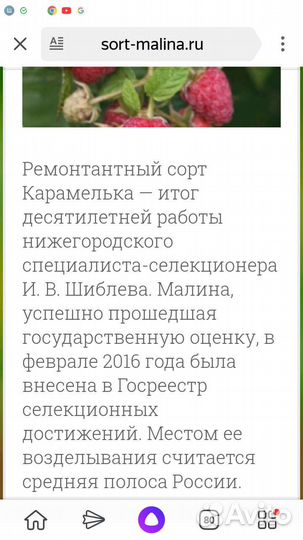 Малина ремонтантная Карамелька (саженцы)