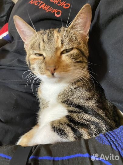 Отдам в добрые руки кошку