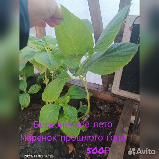 Гортензия крупнолистная 