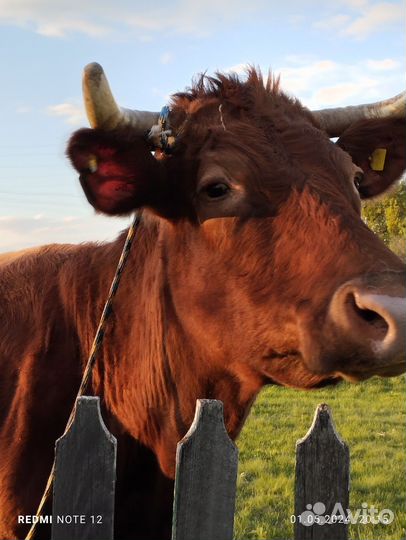 Корова дойная