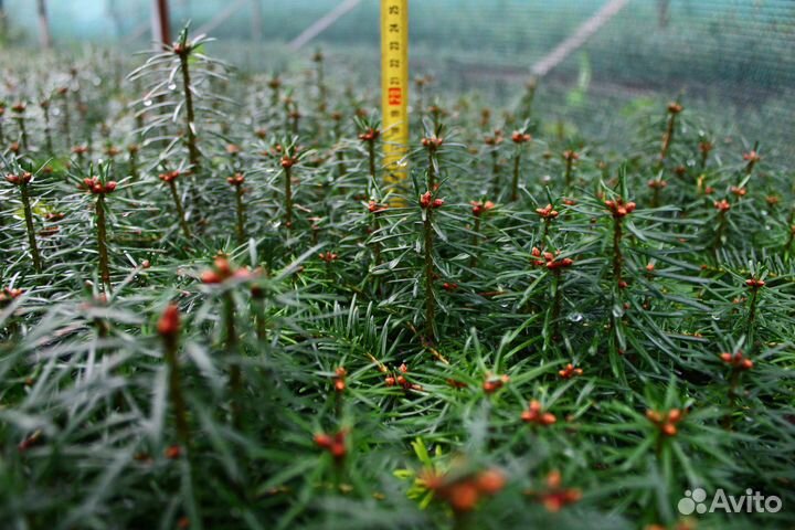 Пихта кавказская Нормана сеянцы