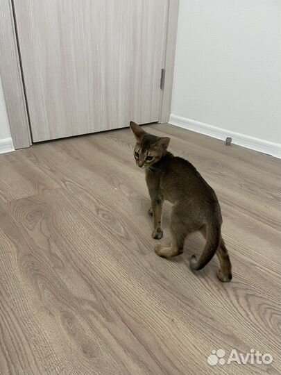 Обессинская кошка